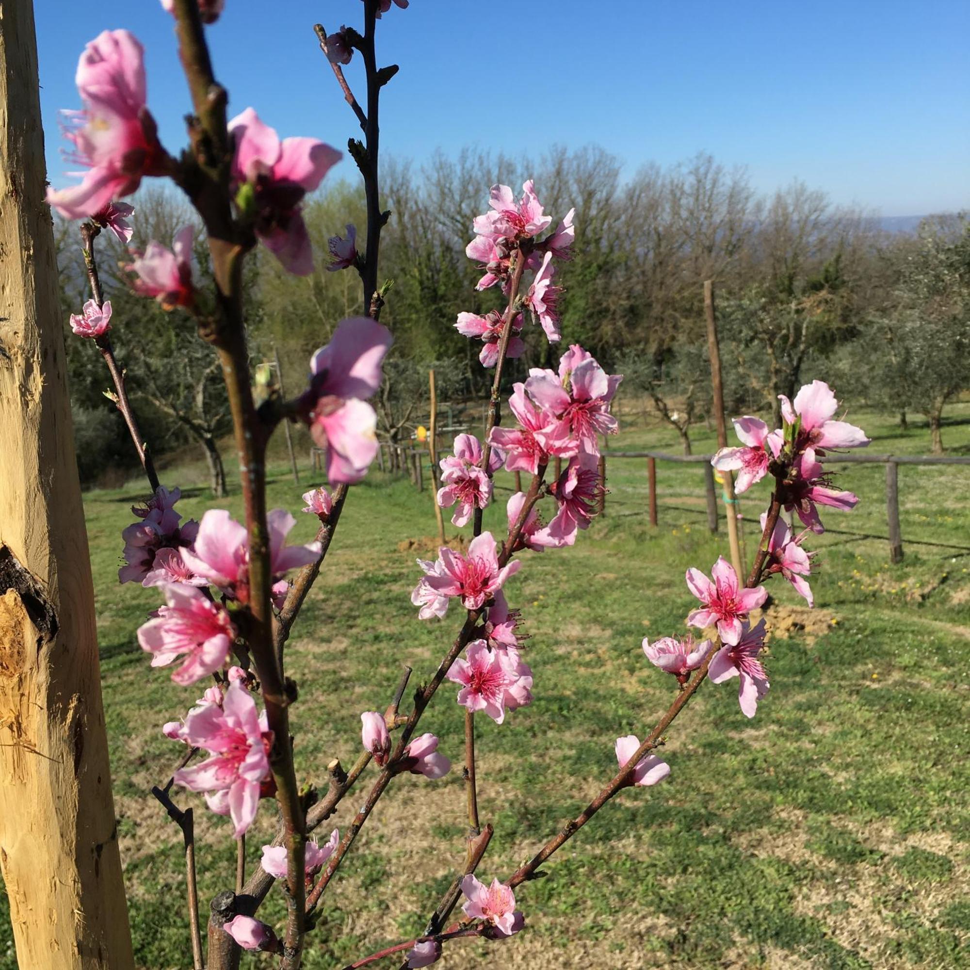 Agriturismo Podere dell' Olmo Amelia Esterno foto